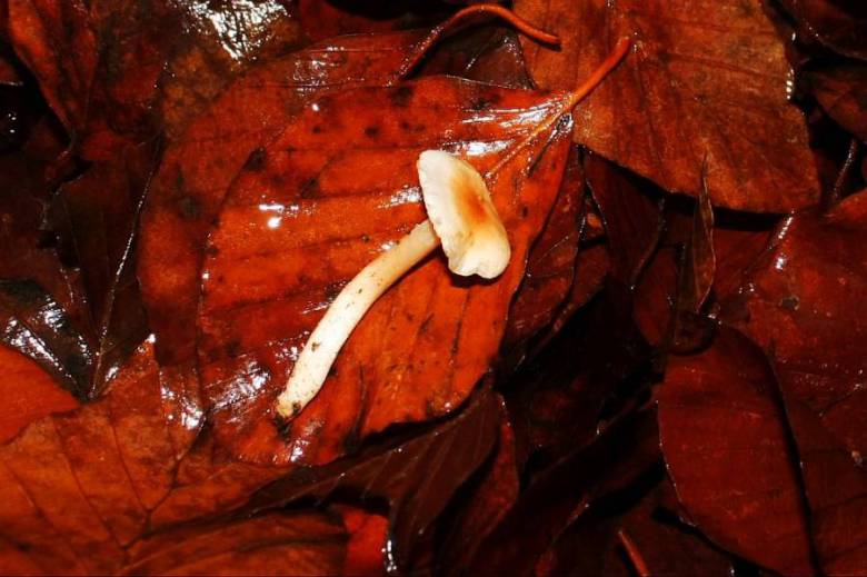 Hygrophorus unicolor Gröger 1980 Fliegenpilz Myko AG im